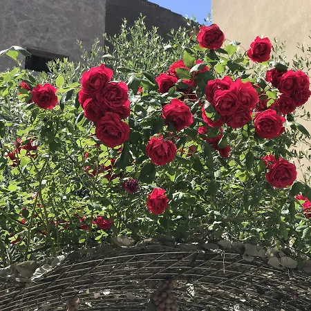 Alla Frasca